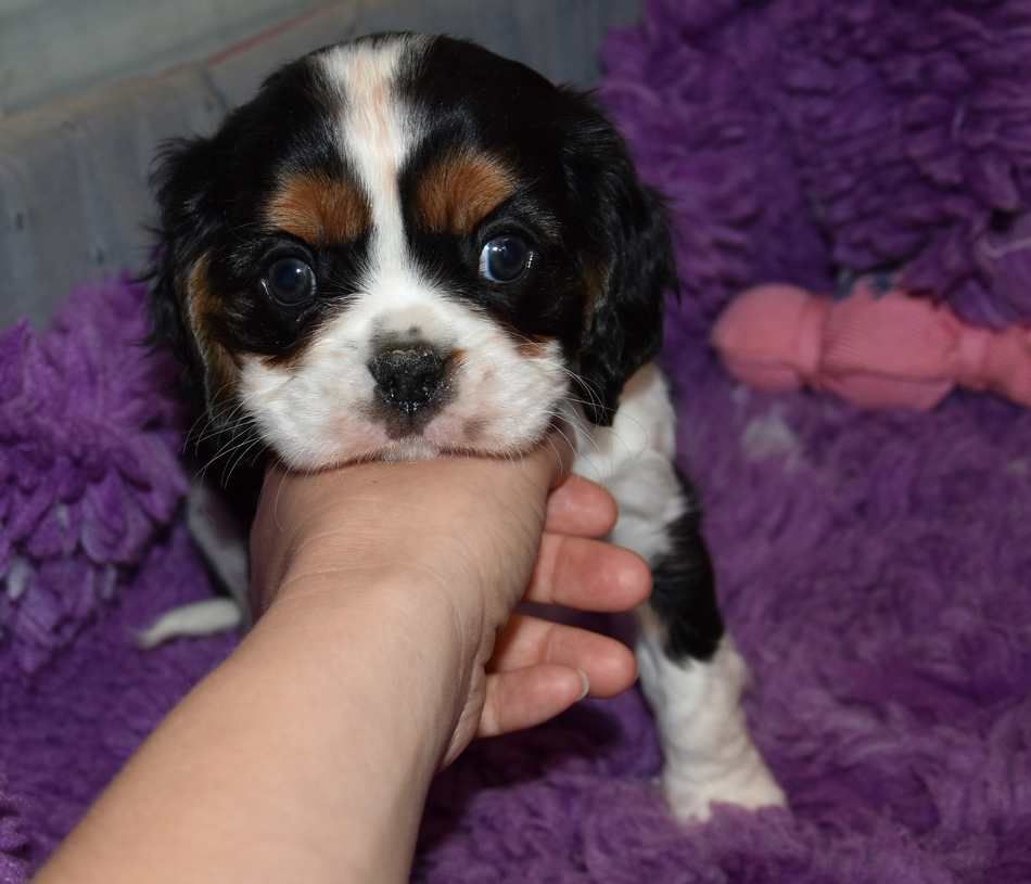 de la maison du ryez - Chiot disponible  - Cavalier King Charles Spaniel