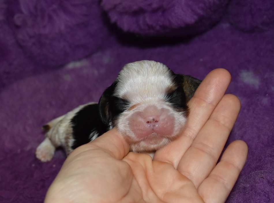 de la maison du ryez - Chiot disponible  - Cavalier King Charles Spaniel