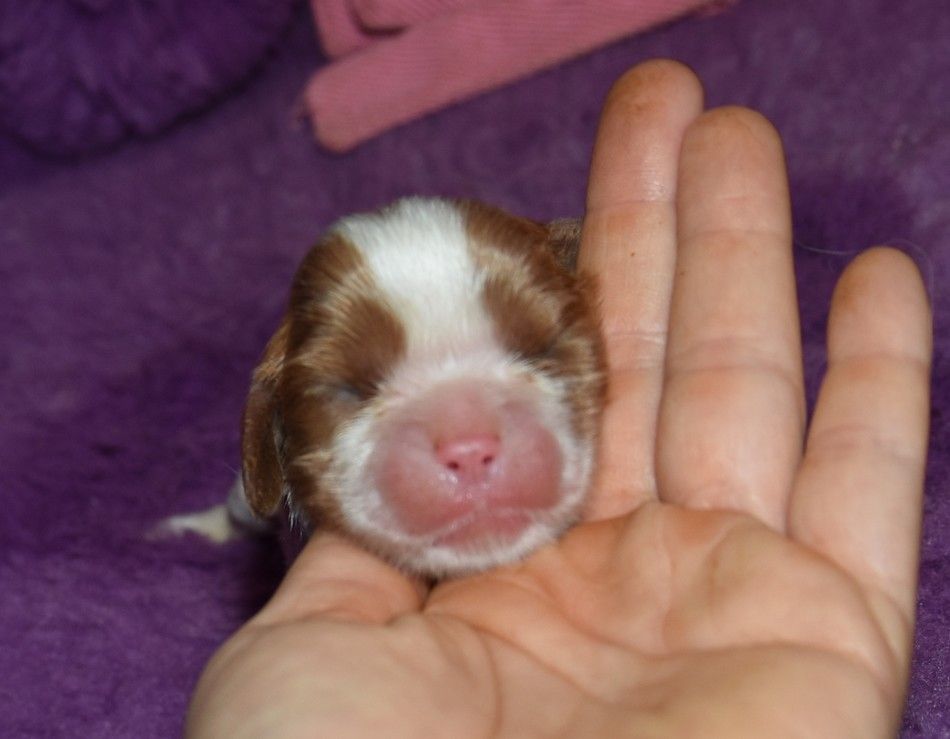 de la maison du ryez - Chiot disponible  - Cavalier King Charles Spaniel