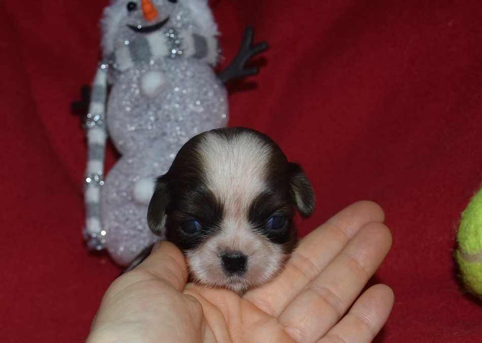 de la maison du ryez - Chiot disponible  - Shih Tzu