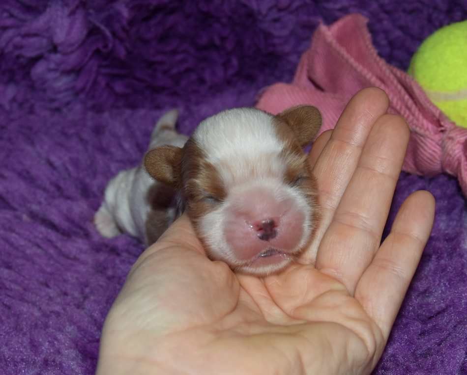 de la maison du ryez - Chiot disponible  - Cavalier King Charles Spaniel