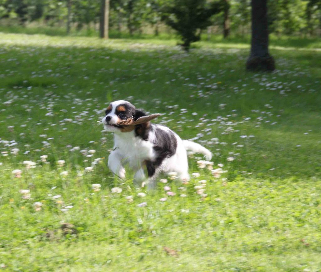 de la maison du ryez - Chiot disponible  - Cavalier King Charles Spaniel