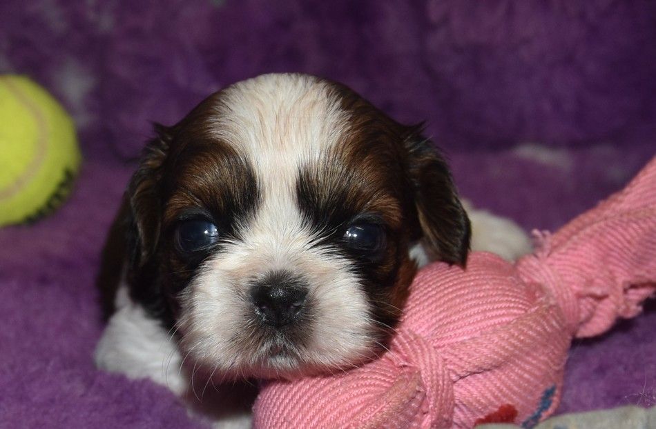 de la maison du ryez - Chiot disponible  - Shih Tzu