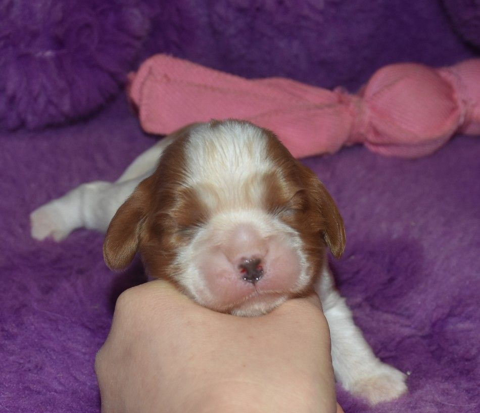 de la maison du ryez - Chiot disponible  - Cavalier King Charles Spaniel