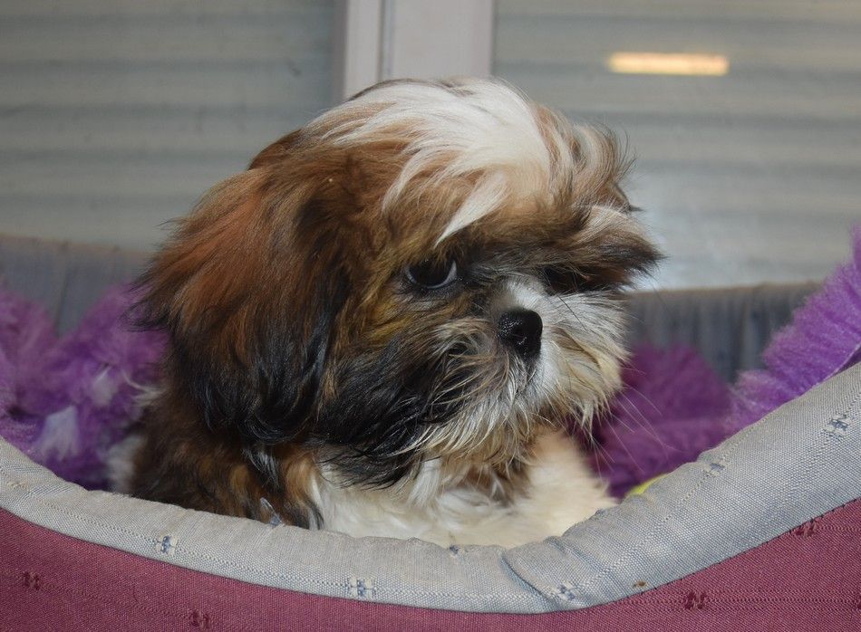 de la maison du ryez - Chiot disponible  - Shih Tzu