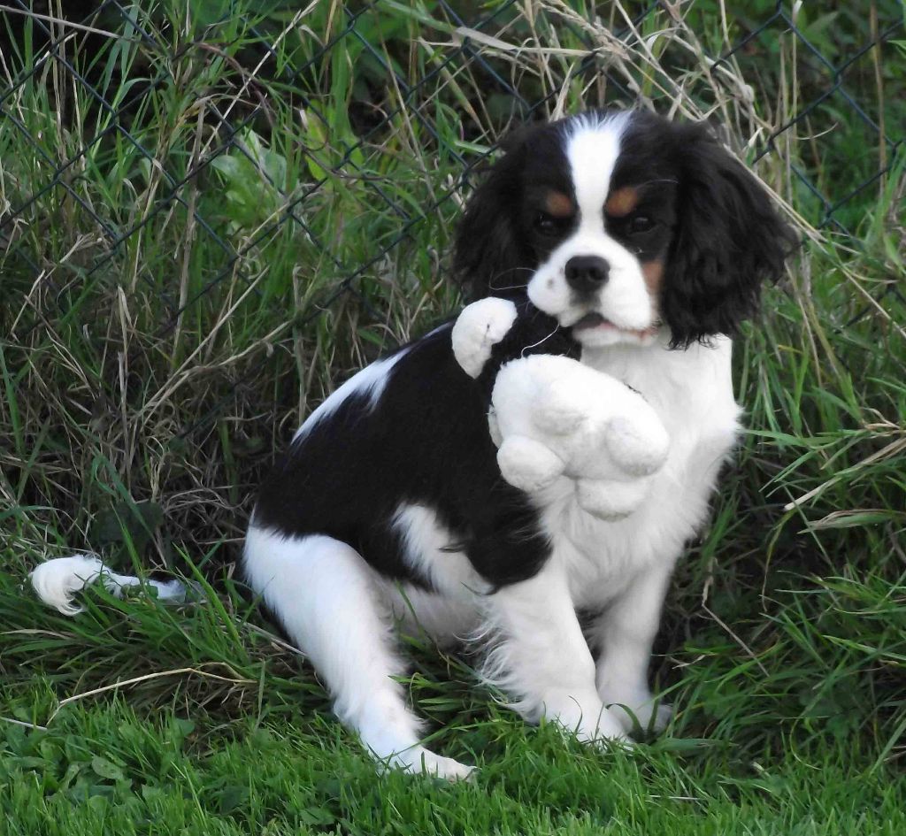 de la maison du ryez - Chiot disponible  - Cavalier King Charles Spaniel