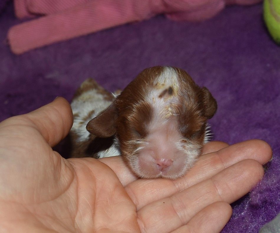 de la maison du ryez - Chiot disponible  - Cavalier King Charles Spaniel