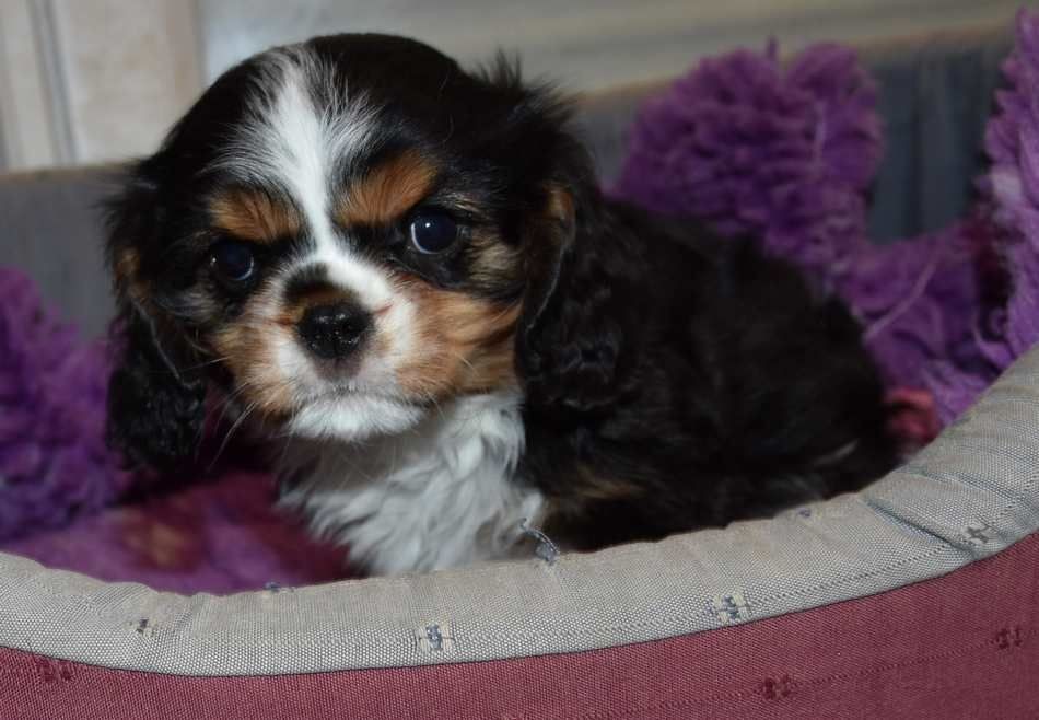 de la maison du ryez - Chiot disponible  - Cavalier King Charles Spaniel