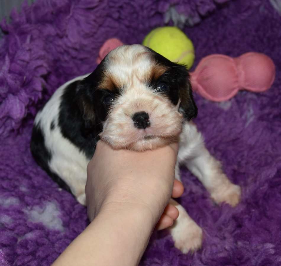 de la maison du ryez - Chiot disponible  - Cavalier King Charles Spaniel