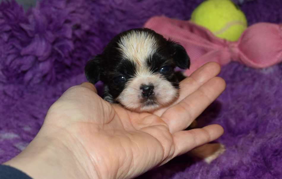 de la maison du ryez - Chiot disponible  - Shih Tzu