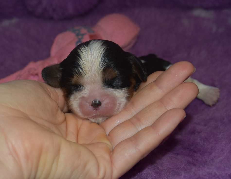 de la maison du ryez - Chiot disponible  - Cavalier King Charles Spaniel