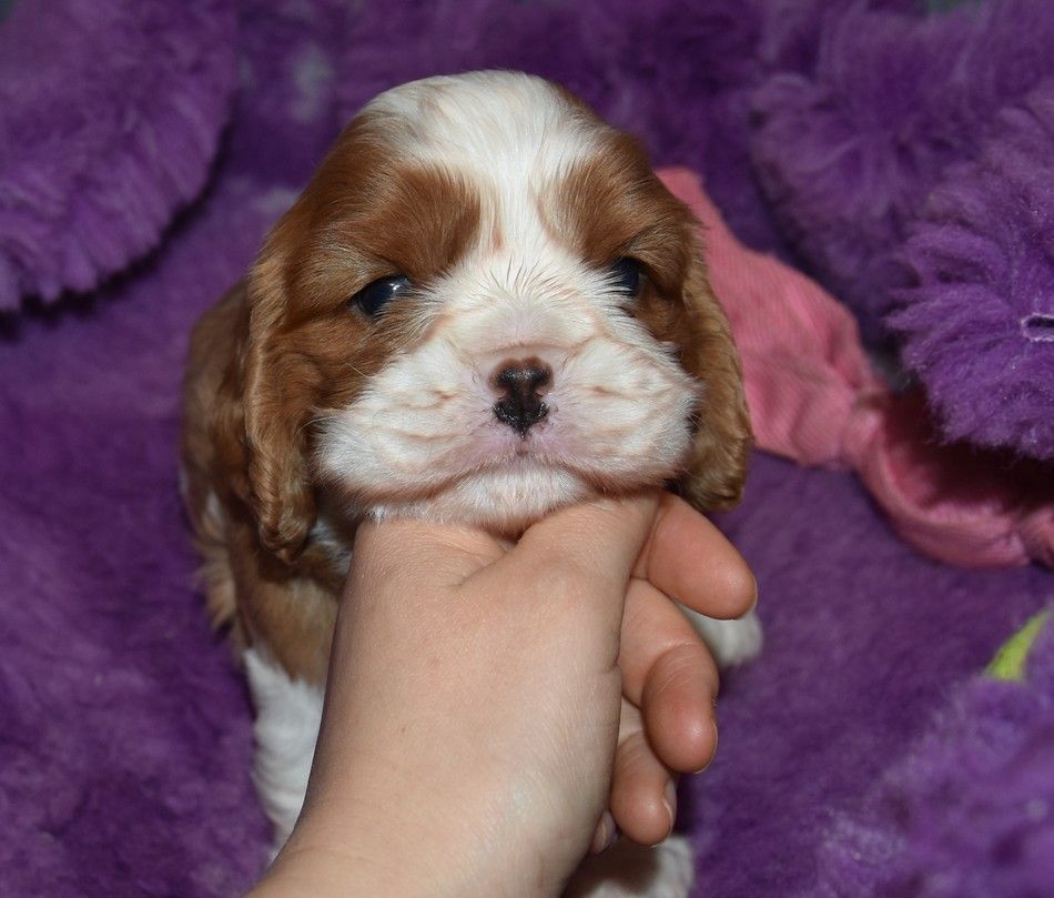 de la maison du ryez - Chiot disponible  - Cavalier King Charles Spaniel