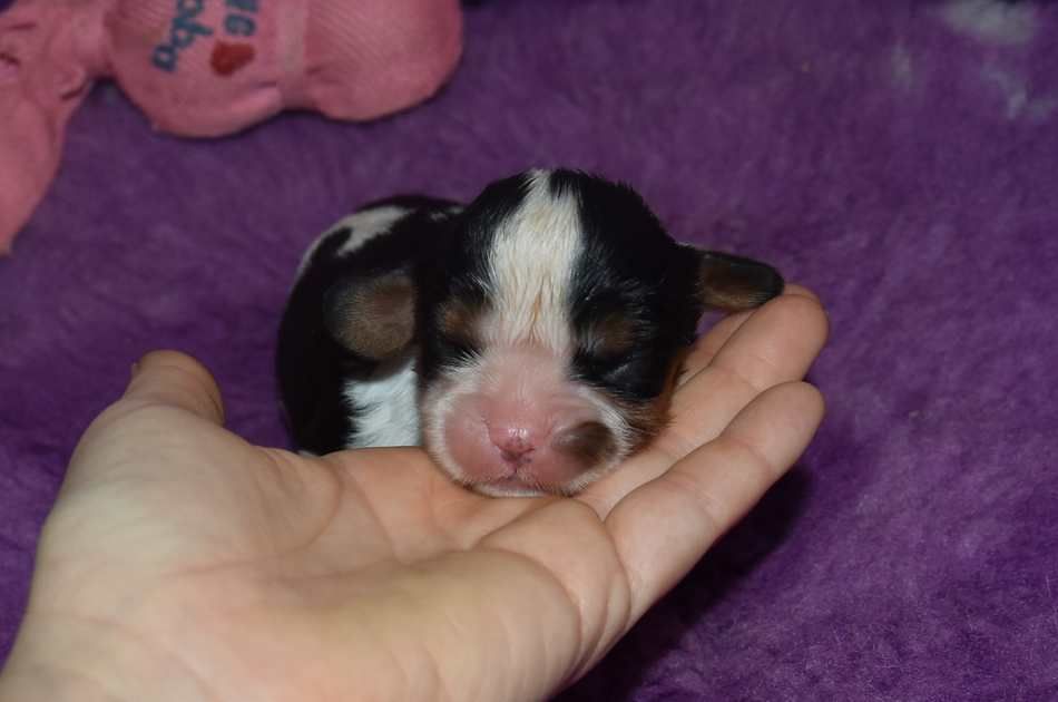 de la maison du ryez - Chiot disponible  - Cavalier King Charles Spaniel