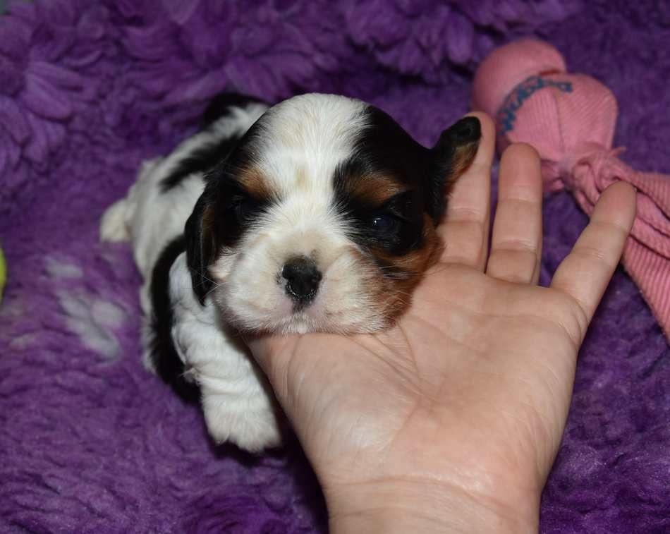 de la maison du ryez - Chiot disponible  - Cavalier King Charles Spaniel