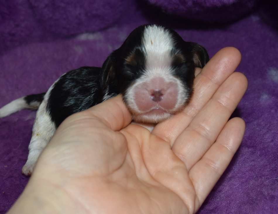 de la maison du ryez - Chiot disponible  - Cavalier King Charles Spaniel