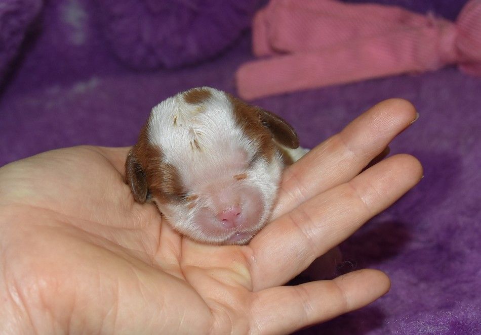 de la maison du ryez - Chiot disponible  - Cavalier King Charles Spaniel