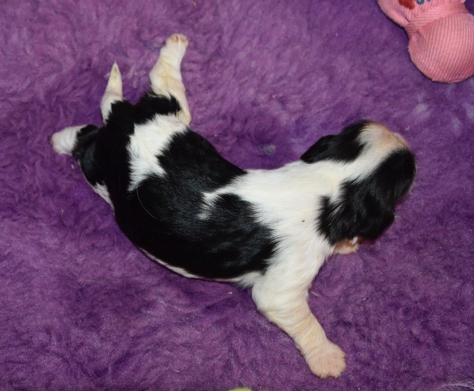 de la maison du ryez - Chiot disponible  - Cavalier King Charles Spaniel