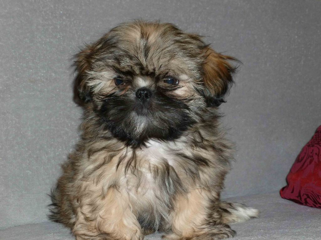 de la maison du ryez - Chiot disponible  - Shih Tzu