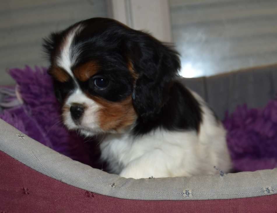 de la maison du ryez - Chiot disponible  - Cavalier King Charles Spaniel