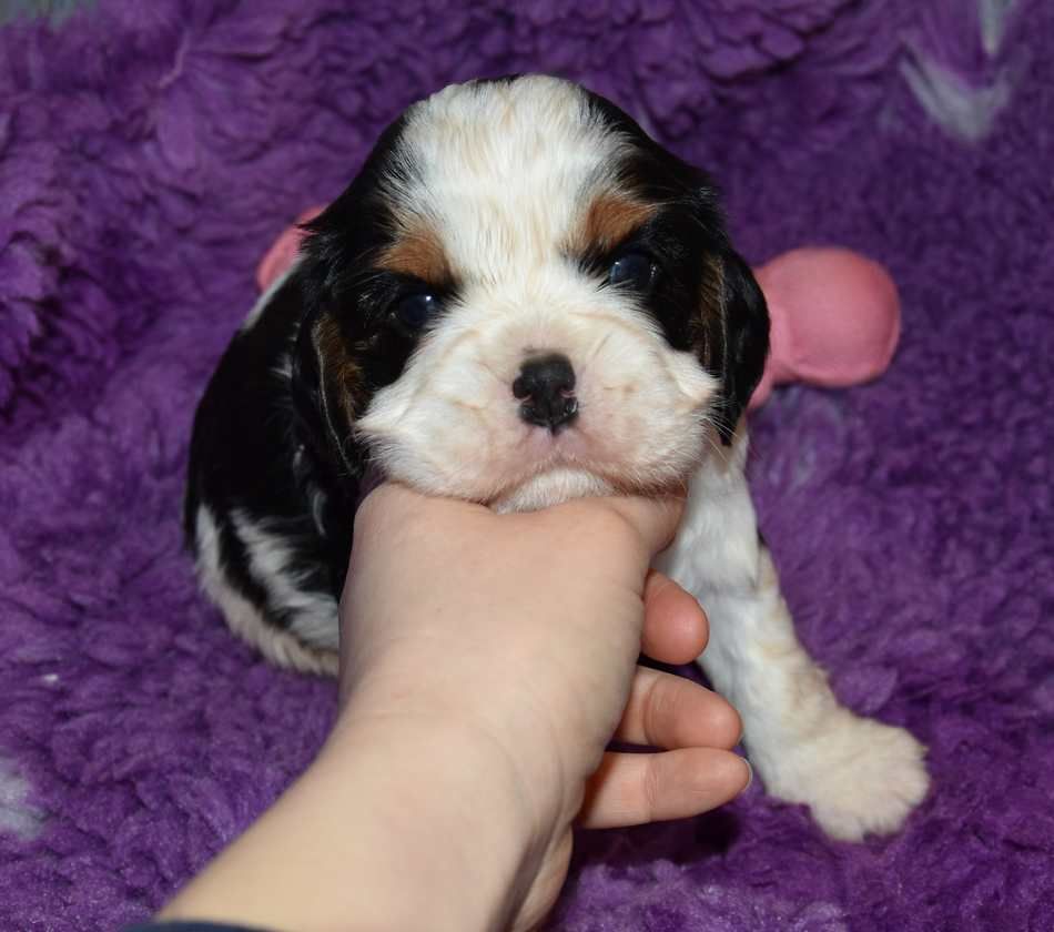 de la maison du ryez - Chiot disponible  - Cavalier King Charles Spaniel