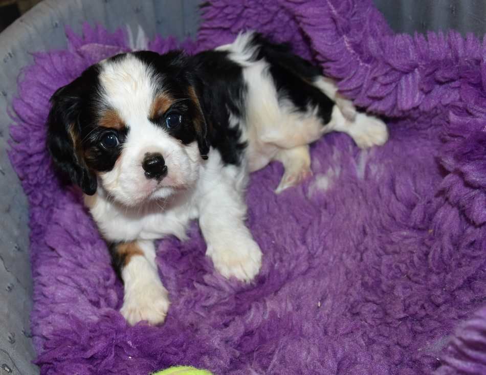 de la maison du ryez - Chiot disponible  - Cavalier King Charles Spaniel