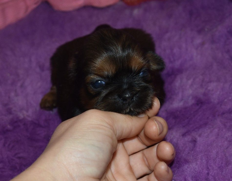 de la maison du ryez - Chiot disponible  - Shih Tzu