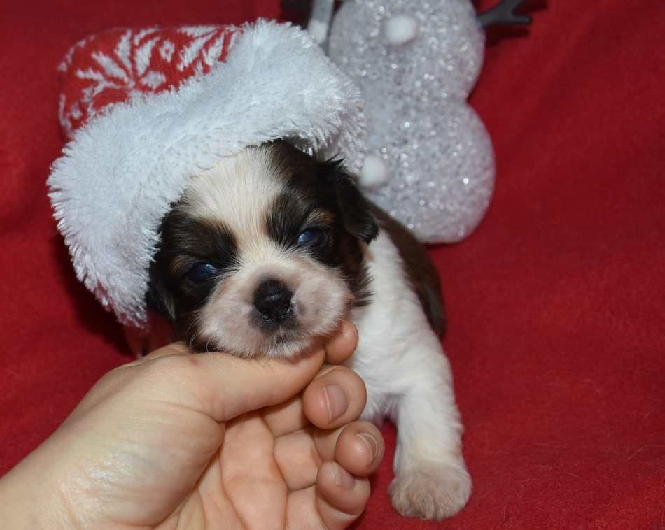 de la maison du ryez - Chiot disponible  - Shih Tzu