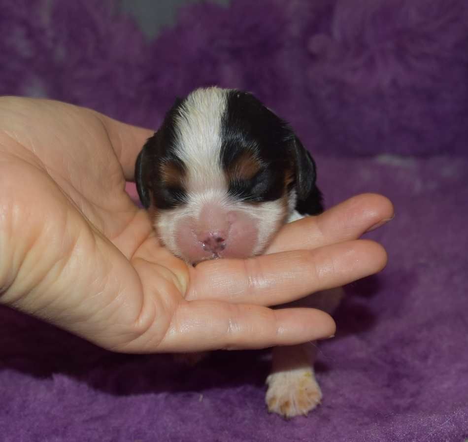 de la maison du ryez - Chiot disponible  - Cavalier King Charles Spaniel