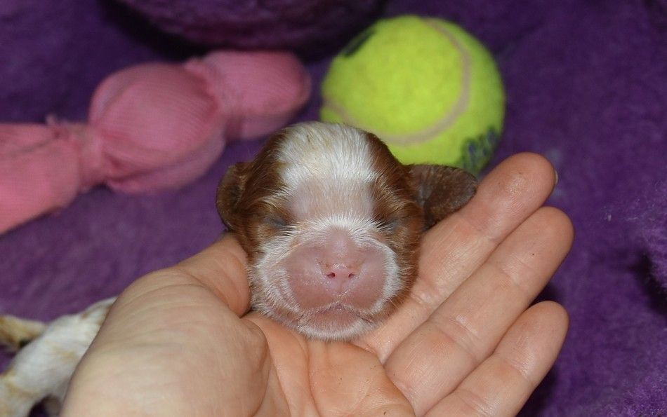 de la maison du ryez - Chiot disponible  - Cavalier King Charles Spaniel