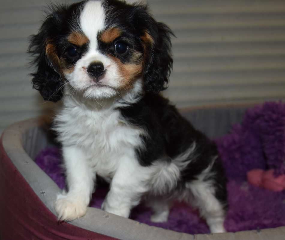 de la maison du ryez - Chiot disponible  - Cavalier King Charles Spaniel