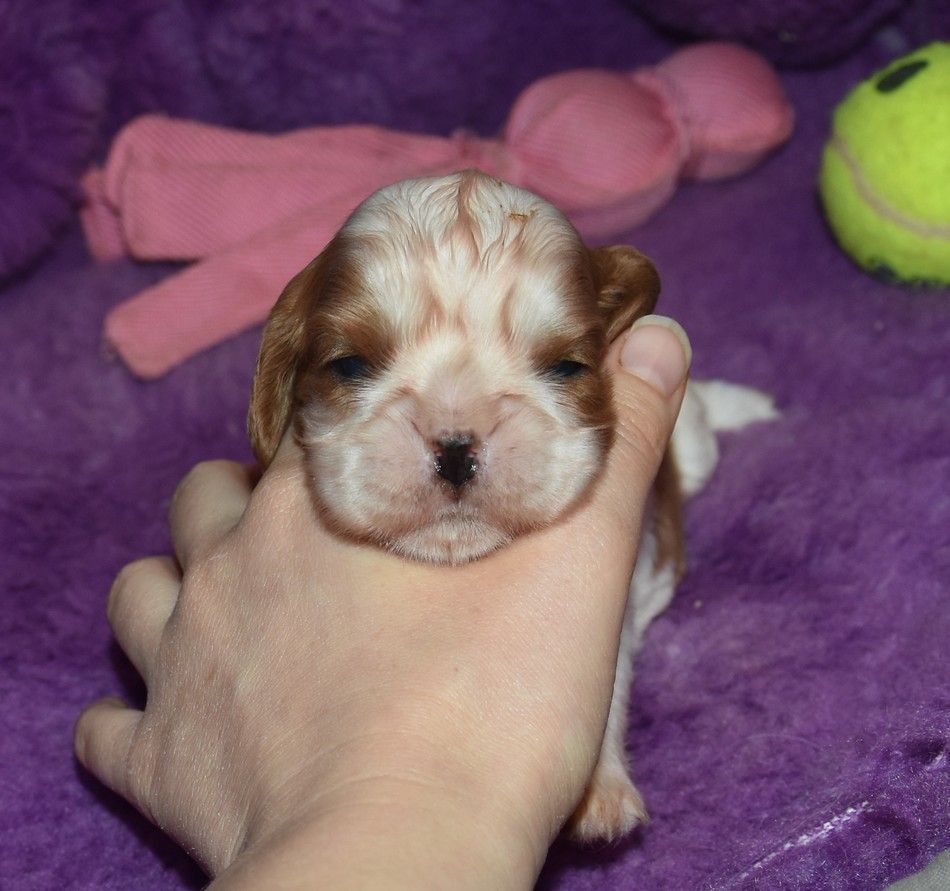 de la maison du ryez - Chiot disponible  - Cavalier King Charles Spaniel