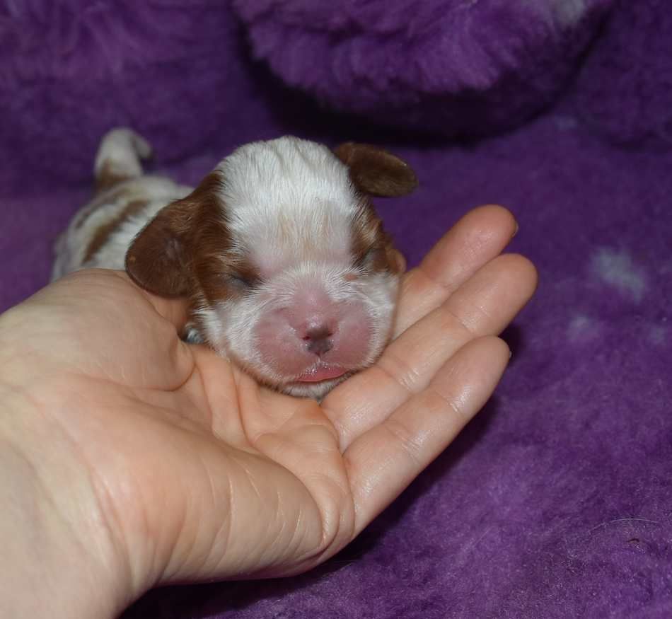 de la maison du ryez - Chiot disponible  - Cavalier King Charles Spaniel