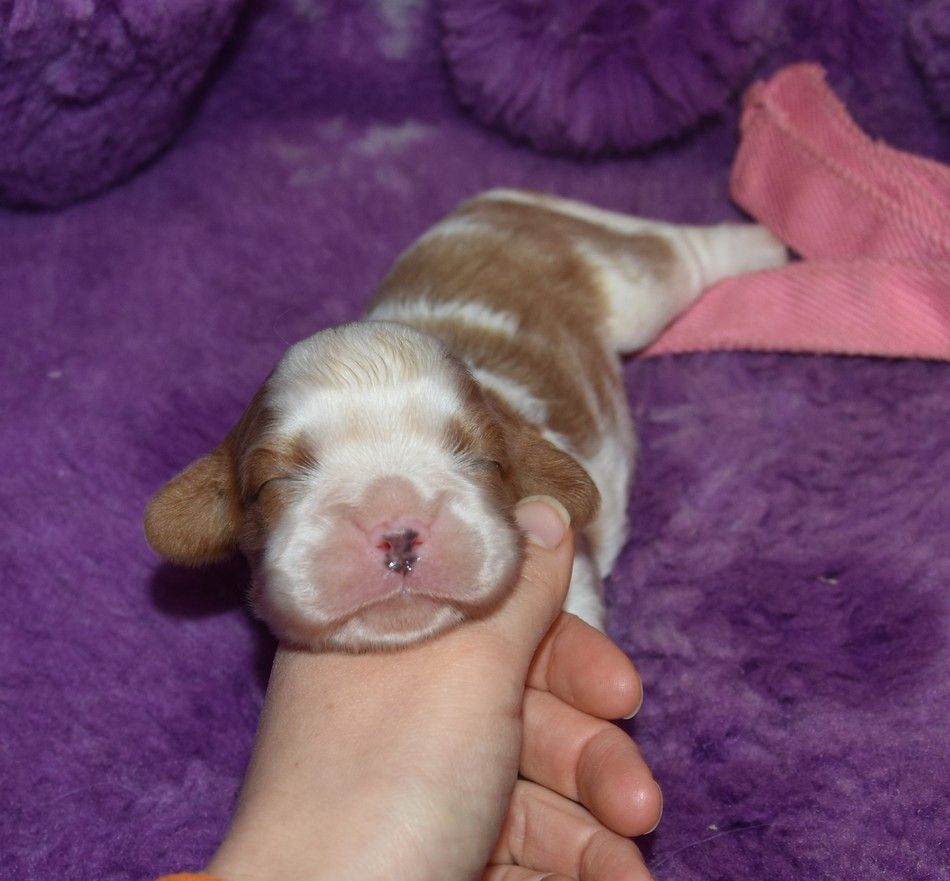 de la maison du ryez - Chiot disponible  - Cavalier King Charles Spaniel