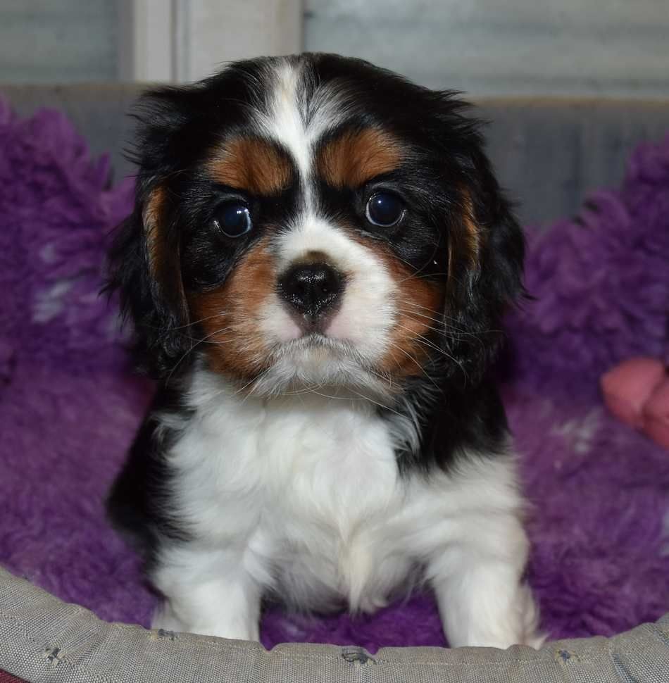 de la maison du ryez - Chiot disponible  - Cavalier King Charles Spaniel