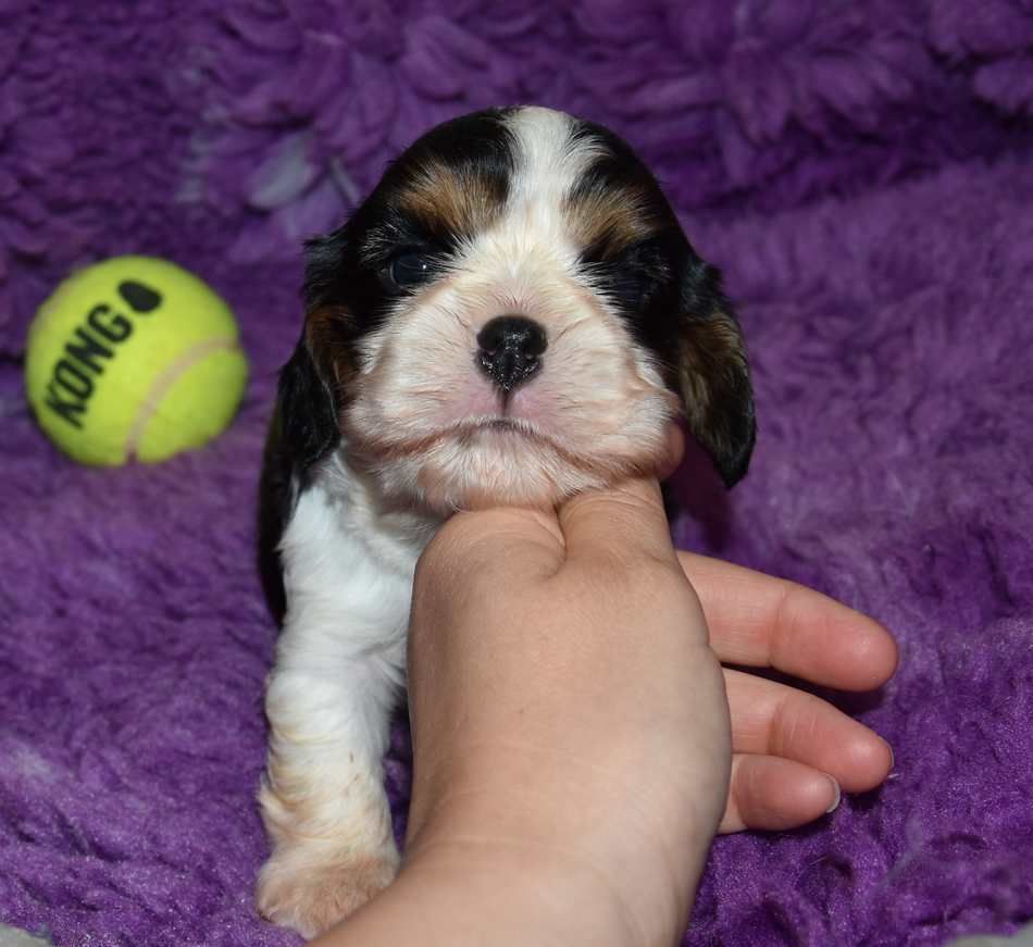 de la maison du ryez - Chiot disponible  - Cavalier King Charles Spaniel