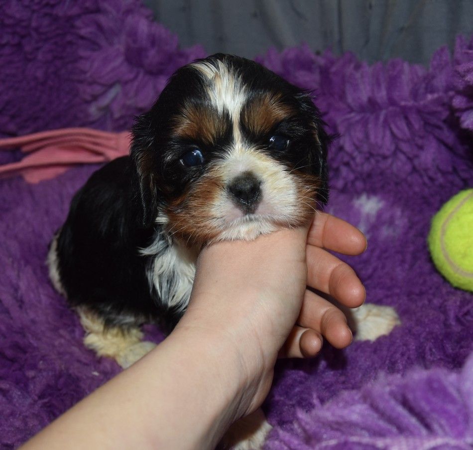 chiot Cavalier King Charles Spaniel de la maison du ryez