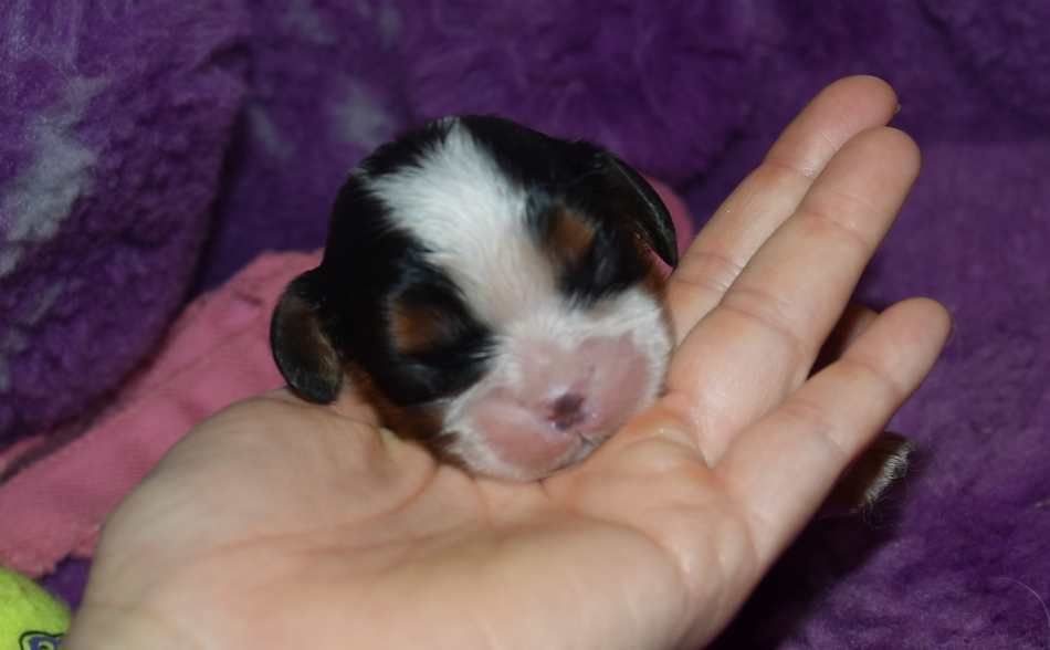 de la maison du ryez - Chiot disponible  - Cavalier King Charles Spaniel