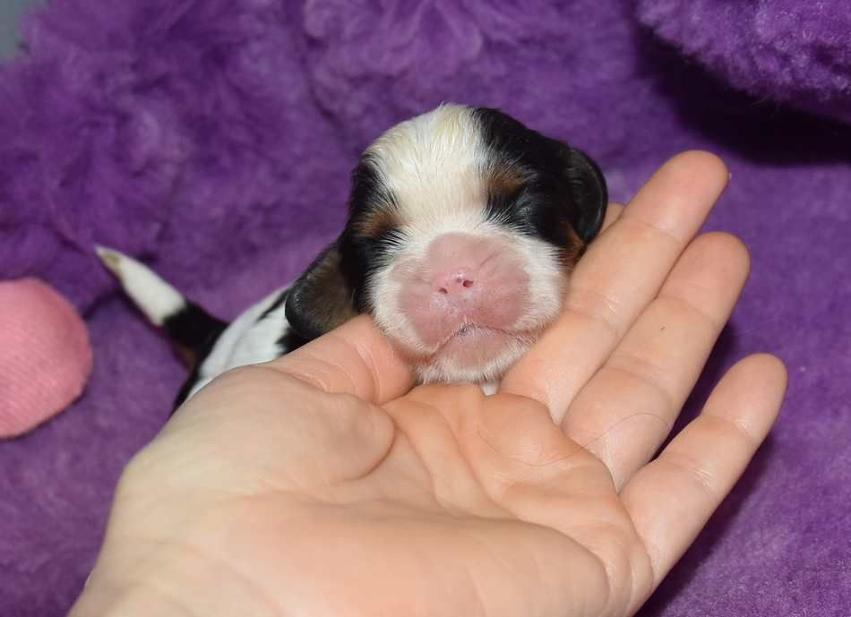 de la maison du ryez - Chiot disponible  - Cavalier King Charles Spaniel