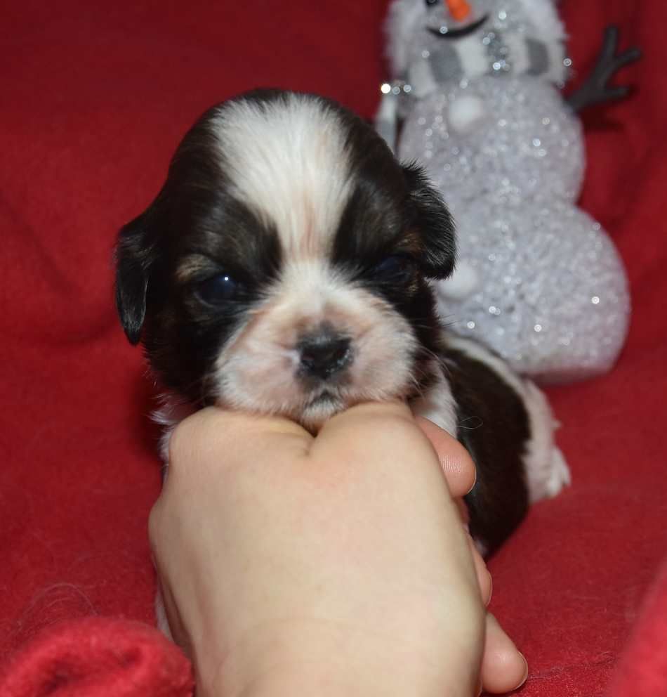 de la maison du ryez - Chiot disponible  - Shih Tzu