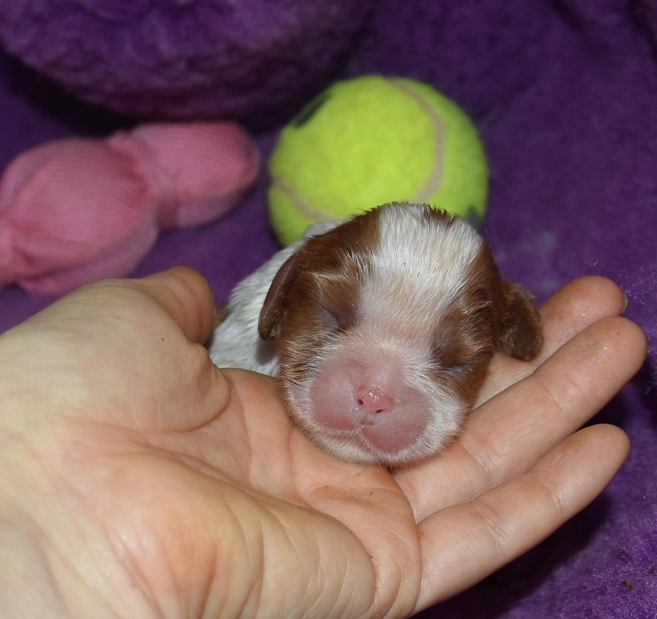 de la maison du ryez - Chiot disponible  - Cavalier King Charles Spaniel