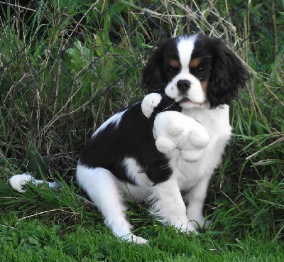 de la maison du ryez - Cavalier King Charles Spaniel - Portée née le 27/10/2024