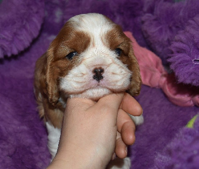 de la maison du ryez - Cavalier King Charles Spaniel - Portée née le 20/10/2024