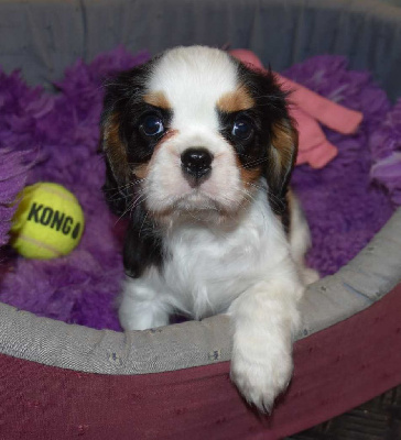 de la maison du ryez - Cavalier King Charles Spaniel - Portée née le 17/11/2024