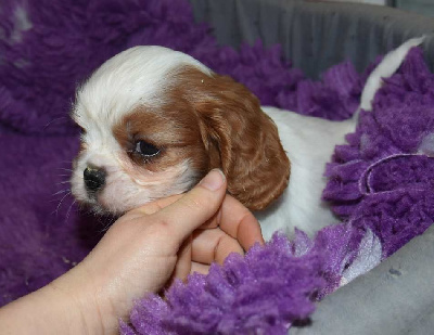 de la maison du ryez - Cavalier King Charles Spaniel - Portée née le 17/11/2024