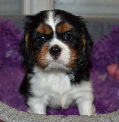 de la maison du ryez - Cavalier King Charles Spaniel - Portée née le 05/12/2024