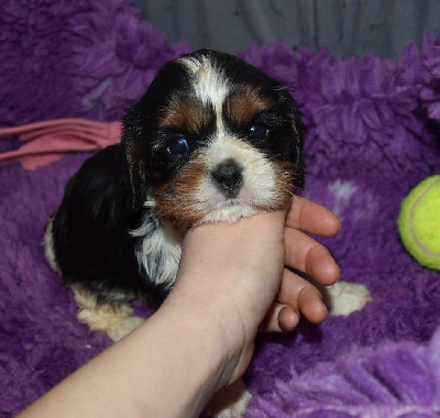 de la maison du ryez - Cavalier King Charles Spaniel - Portée née le 05/12/2024