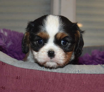 de la maison du ryez - Cavalier King Charles Spaniel - Portée née le 20/11/2024