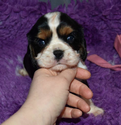 de la maison du ryez - Cavalier King Charles Spaniel - Portée née le 15/12/2024