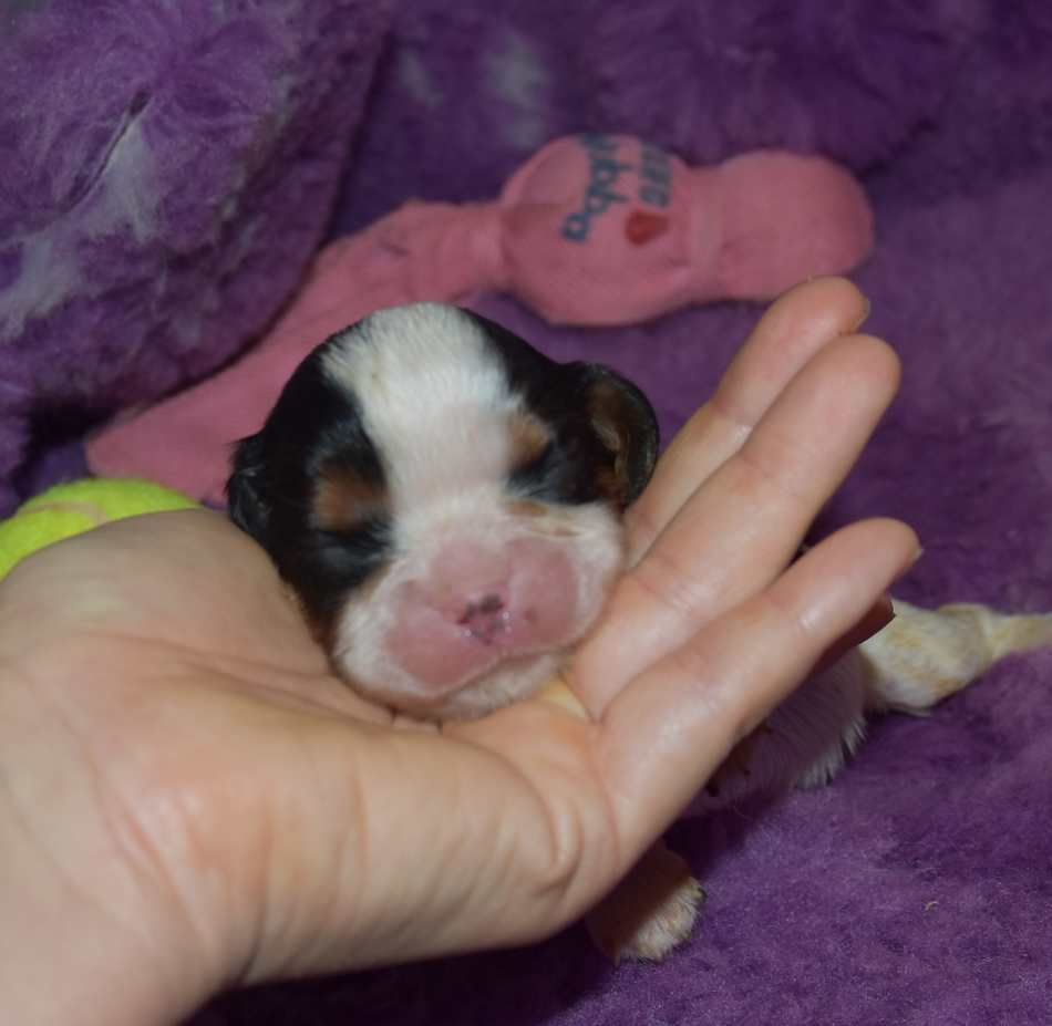 de la maison du ryez - Chiot disponible  - Cavalier King Charles Spaniel