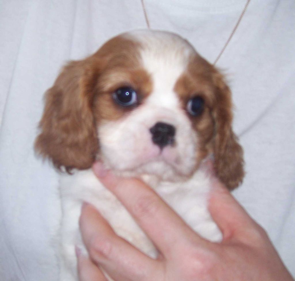 de la maison du ryez - Chiot disponible  - Cavalier King Charles Spaniel